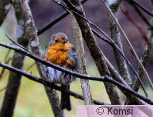 DSC_9133.JPG