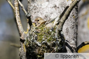 peipponen-6179.jpg