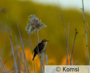 DSC_0106_01.JPG