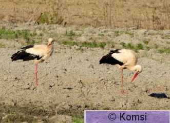 DSC_0102.JPG