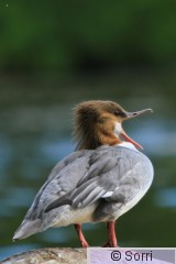 IMG_4521.jpg