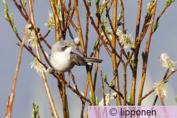 pikkusieppo-6650.jpg