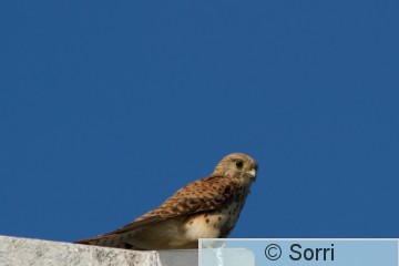 IMG_6033.jpg