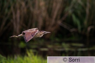 IMG_8816.jpg