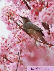 japaninbulbuli_Osaka160330_iso.jpg