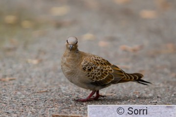 IMG_9188.jpg