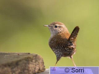 DSC_0720-2.jpg