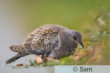 DSC_1049.jpg