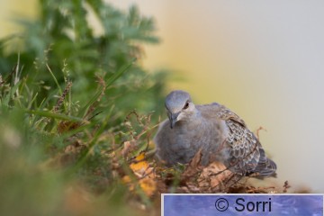 D72_6592.jpg