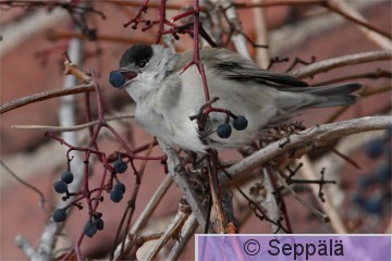 mustapaakerttu_koiras_Tampere101218_iso.jpg
