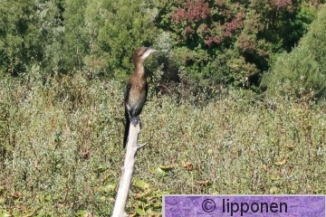 pikkumerimetso-0459.jpg