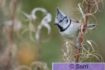 DSC_0638.jpg