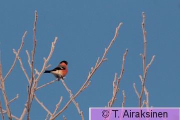 IMG_5336_pily.JPG