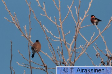 IMG_5350_pily.JPG