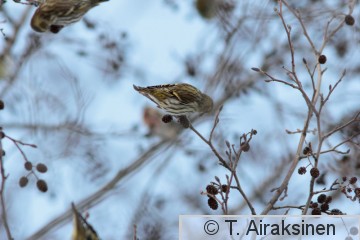 IMG_5480_pily.JPG