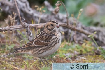 DSC_1570.jpg