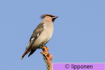 tilhi-0241.jpg