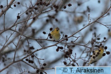 IMG_5497_pily.JPG