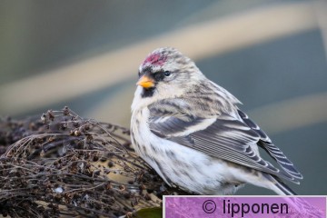 Urpiainen-0410.jpg