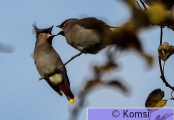 DSC_7428_01.jpg
