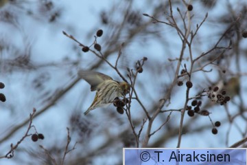 IMG_5499_pily.JPG
