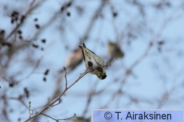 IMG_5507_pily.JPG