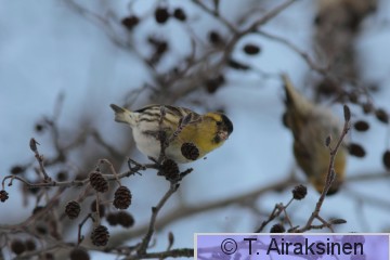 IMG_5542_pily.JPG