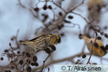 IMG_5548_pily.JPG