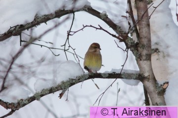IMG_5622_pily.JPG