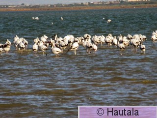 Flamingoja Sussessa 8.JPG