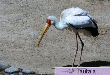 Afrikaniibishaikara, Fuerteventura, tarha.JPG
