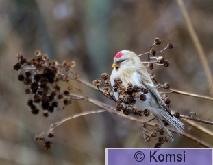 DSC_0137.JPG