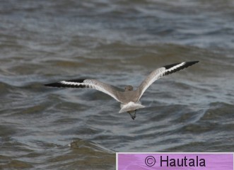 Preeriaviklo, Willet, Florila.JPG