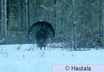 Metso, Kuhmo, 6 (2).JPG