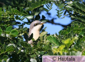 Amerikankäki, Tobago, 7.jpg