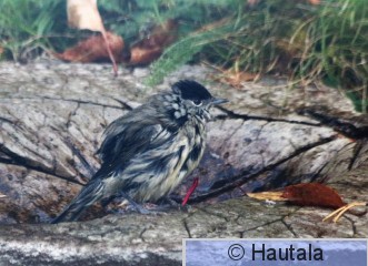 Mustapääkerttu, Ruotula, piha,7.JPG