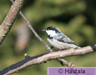 Kuusitiainen,piha 16.jpg