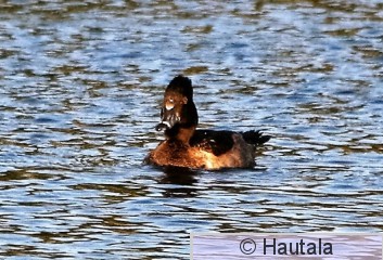 Amerikantukkasotka, ring-necked duck, Florids, 1.JPG