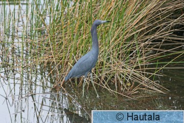 Sinihaikara, Delray Beach, 4.jpg