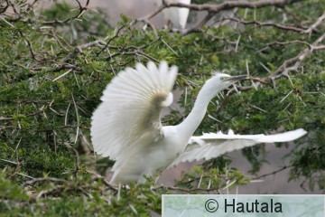 Silkkihaikara, Egretta gatzetta, Montagu, RSA, 5.jpg