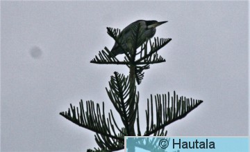 Yöhaikara, nycticorax nycticorax, 1.jpg