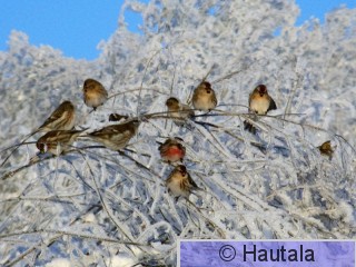 Urpiaisia Tarastenjärvellä 1.JPG