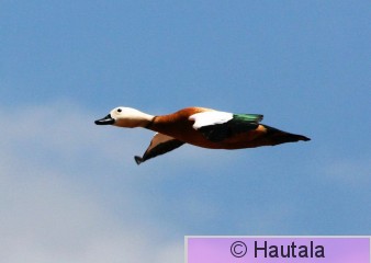 Ruostesorsa, Fuerteventura, 15.JPG