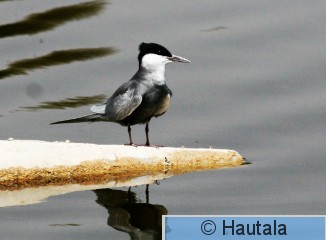 Valkoposkitiira, Egypti, El Gouna, 2.JPG