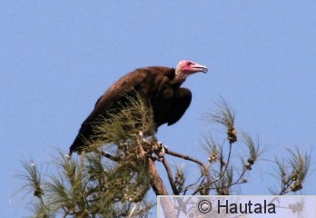 huppukorppikotka, Banjul  5 a.jpg