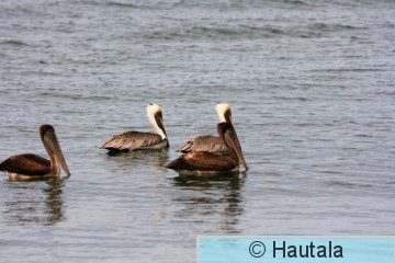 Ruskopelihaani, tobago, 7.jpg