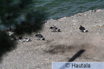 Punakaulahanhi, Naantali, 6.JPG