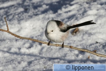 pyrsto?tiainen-0787.jpg