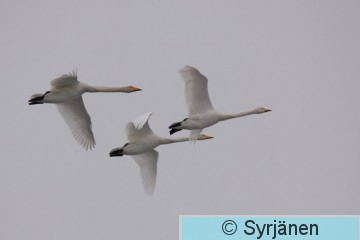 IMG_8338_2_2.JPG