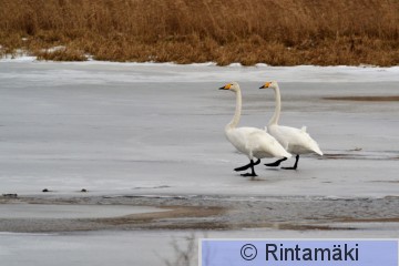 12.3.2017 Laulujoutsen Hämeenkyrö Sarkkilanjärvi.JPG